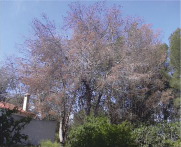 Daños localizados,
                                    grado 2