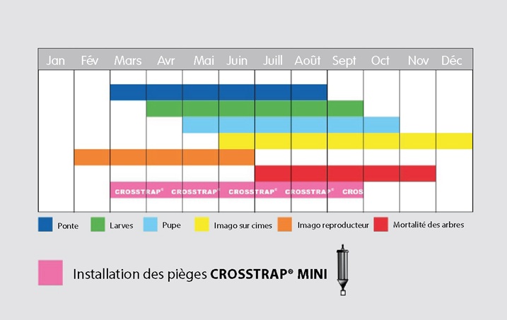Fenología de Tomicus piniperda