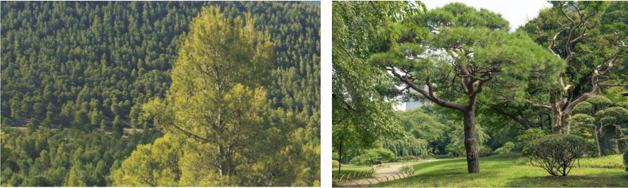 Pinos de monte y jardin